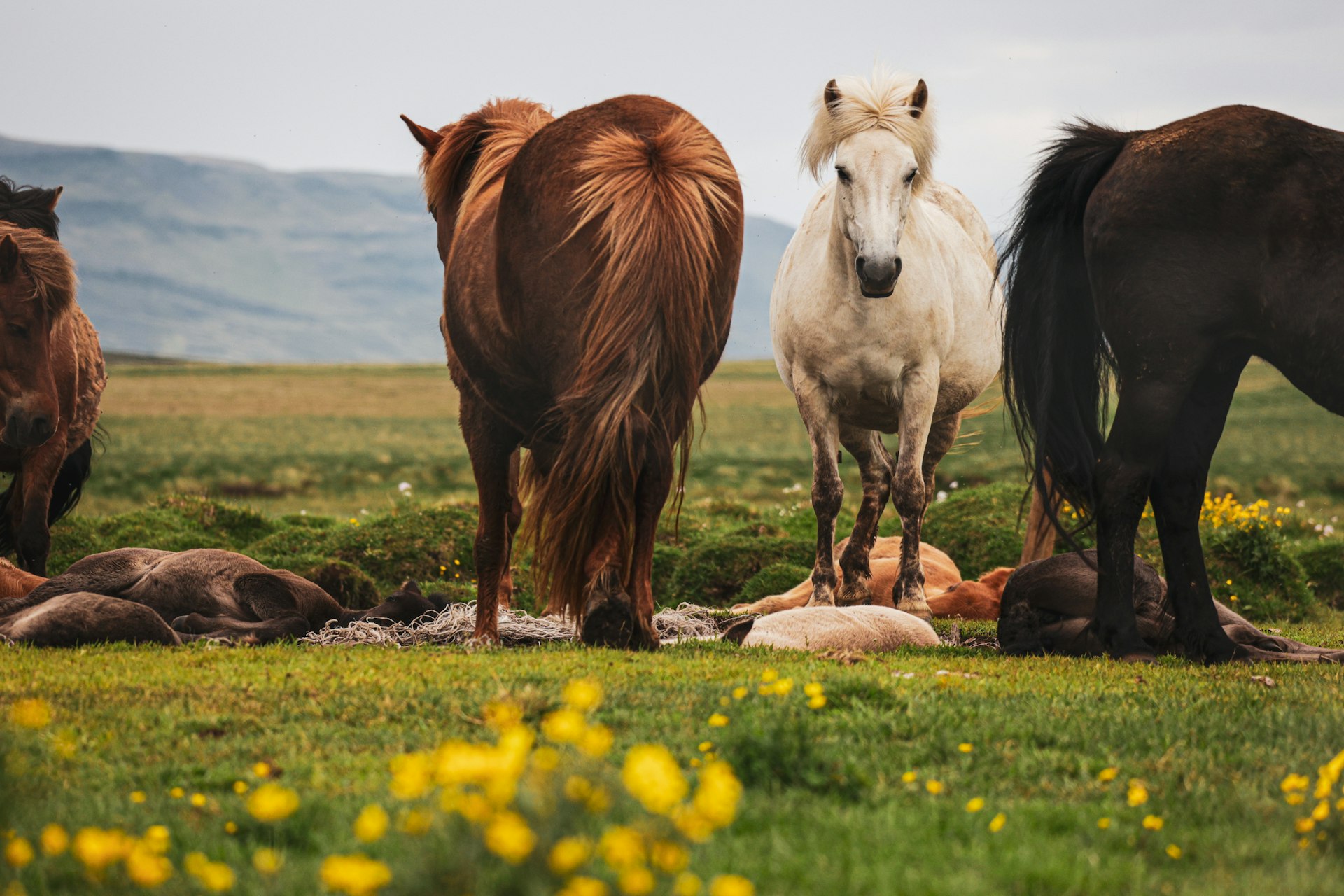 a group of horses standing on top of a lush green field